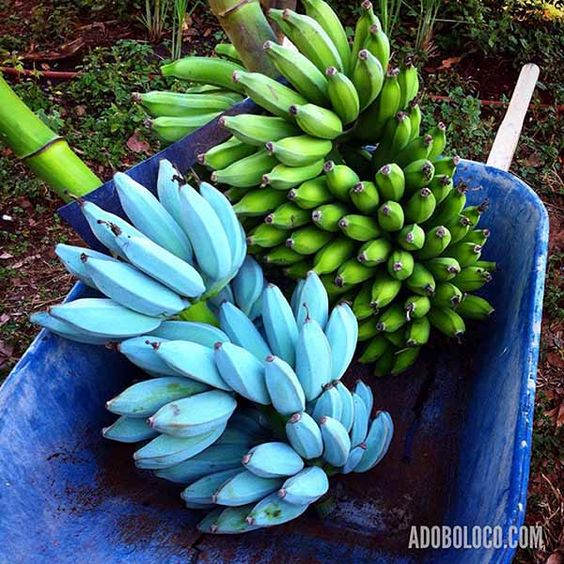 大家看到这里是不是也被「爪哇蓝焦 Blue Java Banana」高颜值的焦皮给深深吸引住了呢?据说由于消费者的需求量太高,加上这个品种的香蕉很容易种植,Amazon 上也有售出该爪哇蓝焦的种子,让大家在家里也能随时吃到不同风味的香蕉啦