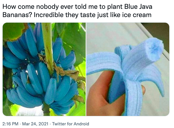 「爪哇蓝焦 Blue Java Banana」的香蕉品种虽然罕见,但却意外非常容易栽种。「爪哇蓝焦 Blue Java Banana」树的高度基本上和普通香蕉相差不远约为 4.5 到 6 公尺,可以耐寒并抵抗顽强的风暴。
