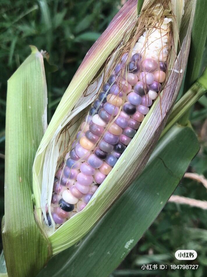 看到这里大家可能很好奇「玻璃彩色玉米」味道如何？据说它的味道不比一般的玉米来得香甜，而且口感也比较硬，所以大多数的人都会选择把这些玉米磨细做成圆饼之类的食物。