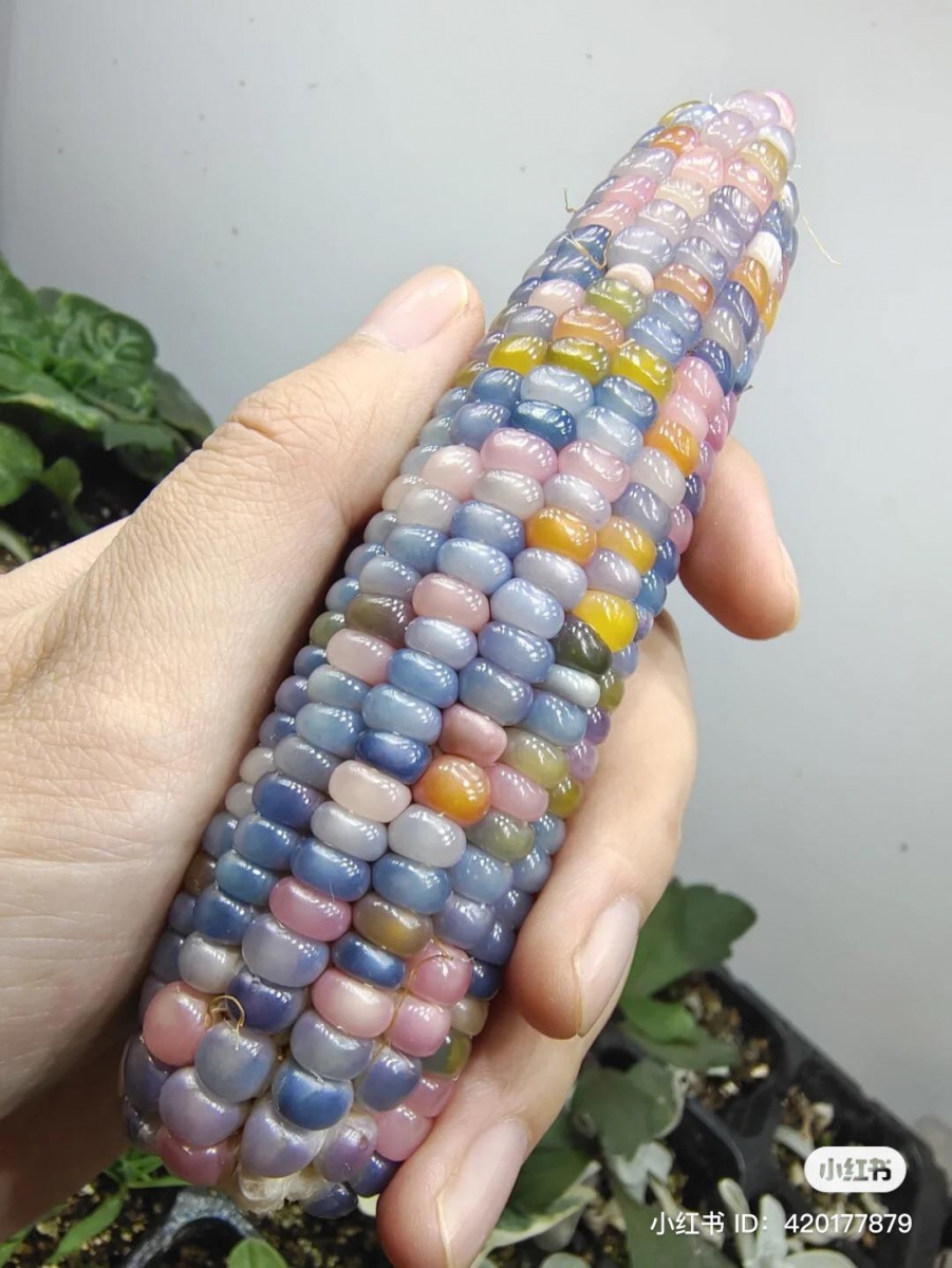 大自然常会创造神奇的事物让我们感到很惊奇，「玻璃彩色玉米」就是一个不可思议的例子。「玻璃彩虹玉米」是一种非常奇特的玉米品种，自从有网民 PO 在社交媒体上后，这个罕见的玉米品种也被 Native Seeds : SEARCH 公司开始提升产量以满足消费者的热烈回购需求。