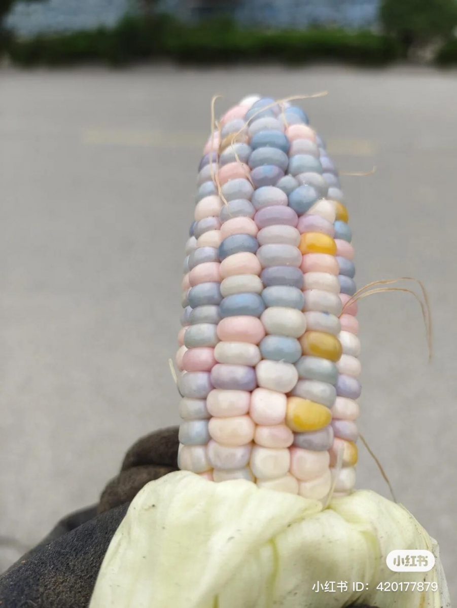 可能很多人会认为拿「玻璃彩色玉米」做成爆米花会变成色彩缤纷的色泽，意外的是爆米花不是彩色的颜色，而且这个罕见的品种要做成爆米花必须挑对收割时间，要求水分很低这样加热时才会爆开。