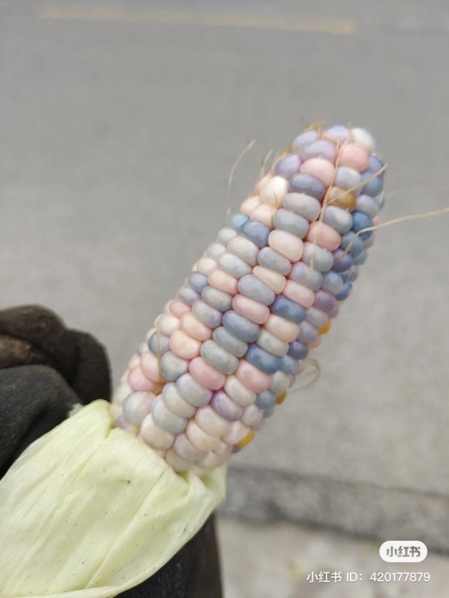 为了让更多人认识「玻璃彩色玉米」罕见品种~巴恩斯也举办了植物展览会。在这个项目中意外认识另一个种植爱好者「舍恩」,因此成了亲密的朋友关系。两人也共同将这个「玻璃彩虹玉米」发扬光大,甚至还把这个「玻璃彩虹玉米」带到非盈利保护组织上售卖。