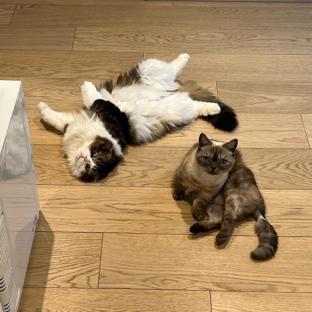 最近朴信惠也在社交媒体上分享了老公崔泰俊的猫猫照片