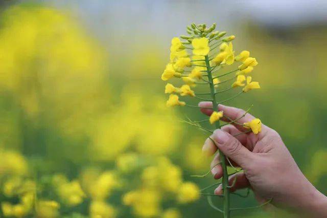 「要是可以的话，我愿意与你交换这存世的席位」。