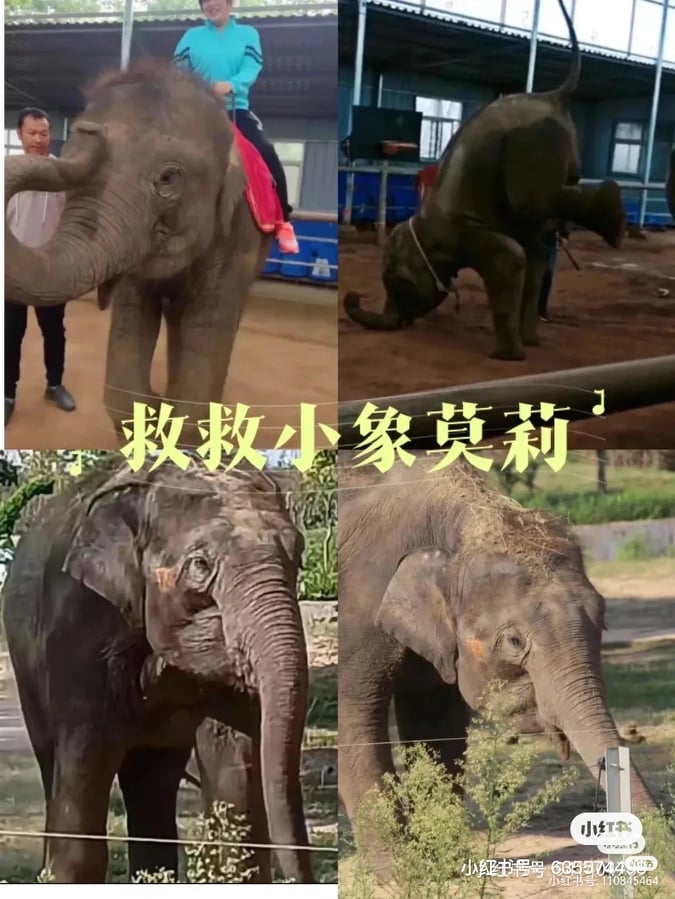 「也许我们做不到帮助动物,但至少可以拒绝动物表演,不做虐待动物的帮凶。」