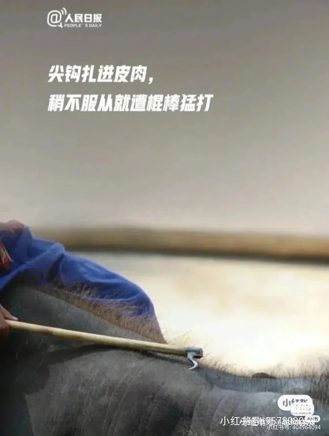 !一旦它不听从训练师的指令,尖勾就會刺进它的皮肤。