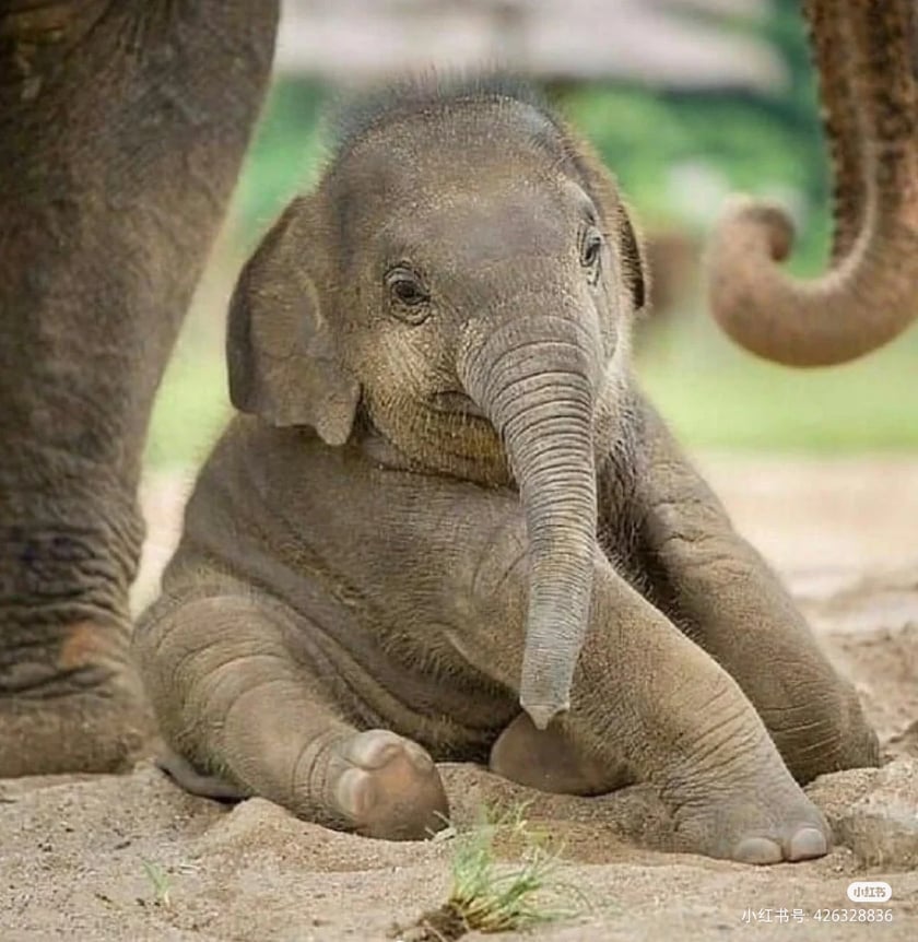 小象「莫莉」是一头亚洲象,原本是某动物园的“明星小象”