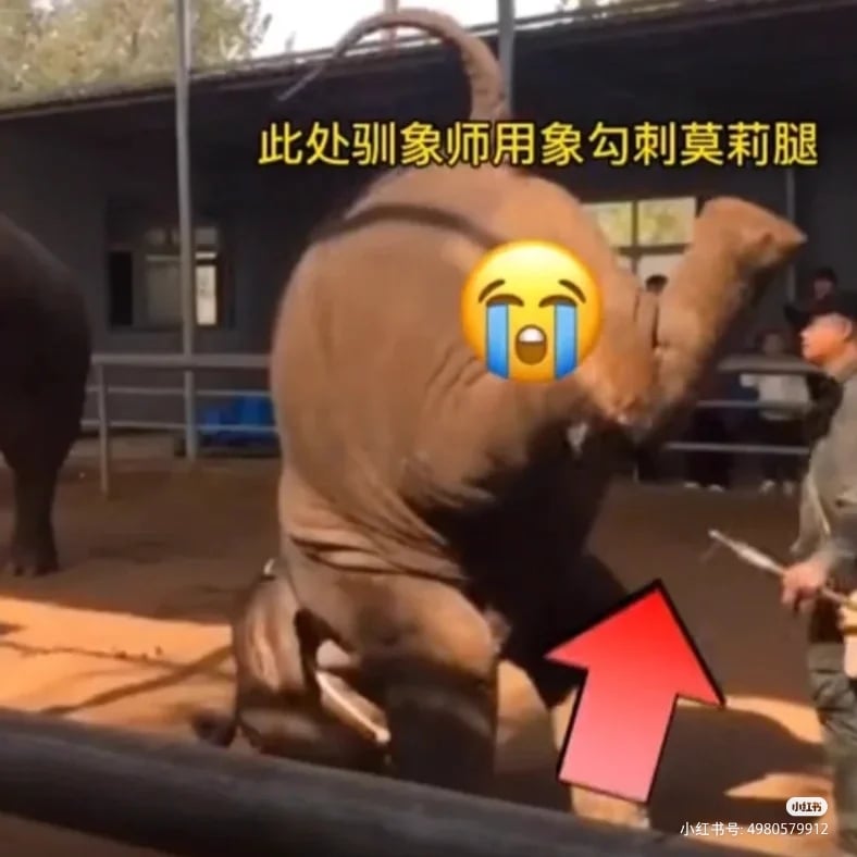 表演倒立(以大象的体重来说随时会有骨折的风险)