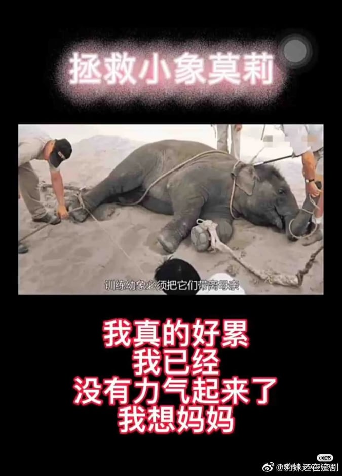 可怜的莫莉身心遭受双重折磨,俨然被当作动物园敛财工具!