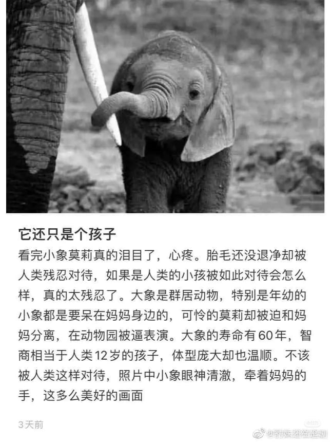 甚至在它还未断奶期间,就被迫进行无意义的动物表演训练。