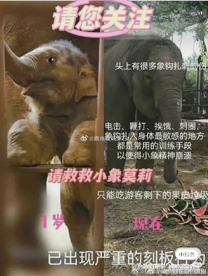 从图片上所看,小象莫莉头上有很多遭象勾、刺圈等工具扎刺的伤口!