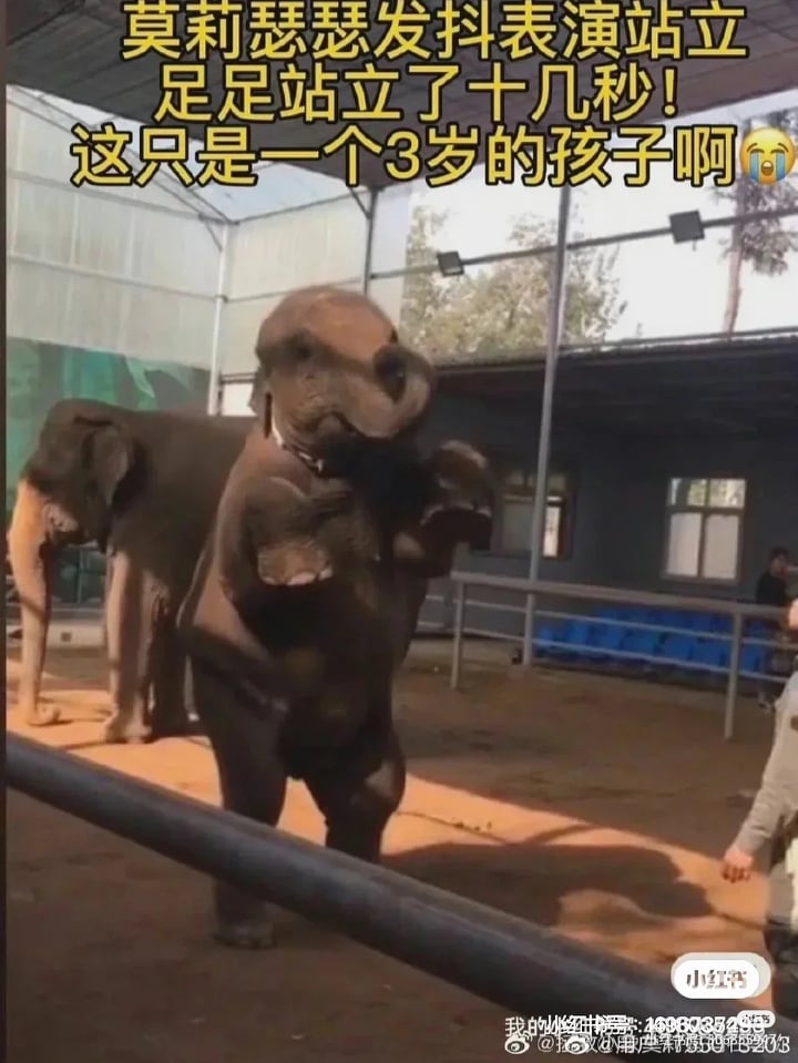 小象「莫莉」也被“要求”表演用后脚站立足足十几秒。