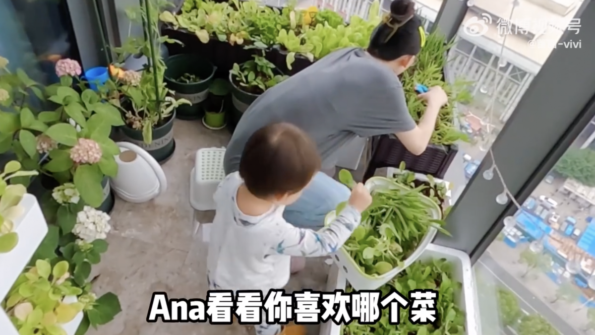 阳台上种满了各种农作物