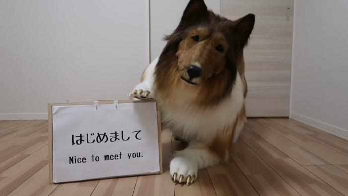 他认为自己能够成为一只狗狗是一件非常享受又能舒缓压力的方法。