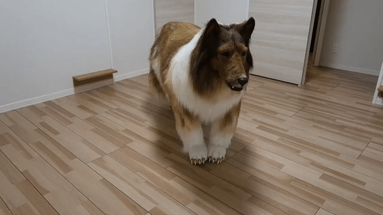 因为自己对牧羊犬的动作更为了解，因此在“装”成狗狗时会更容易。