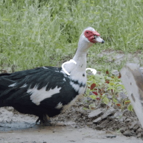 有看节目的观众都知道“彩灯”就是节目中嘉宾们饲养的鸭子。