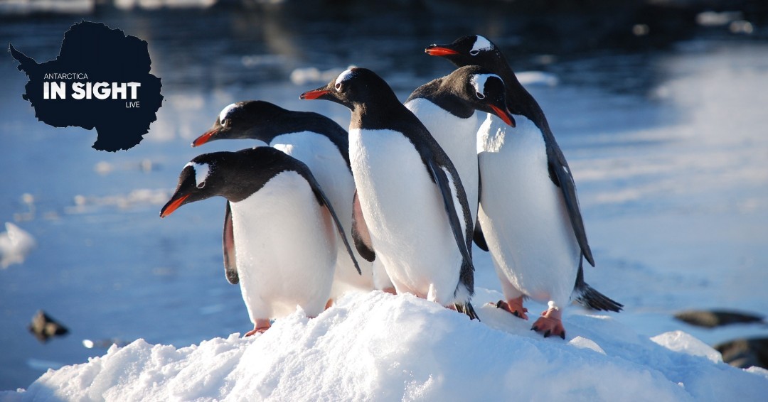 4人将分别负责不同的工作，其中一项便是「数企鹅」