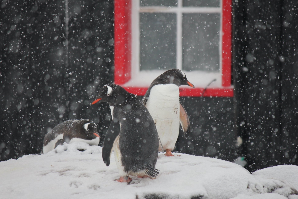 虽然可以被企鹅治愈，但是工作环境相当严峻