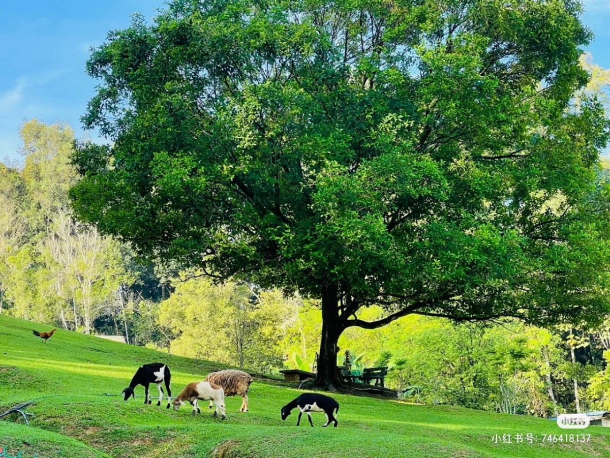Bukit Jelutong Eco Community