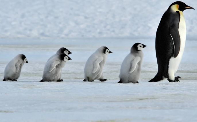 每天都被企鹅围绕，真的是非常梦幻的工作呢！