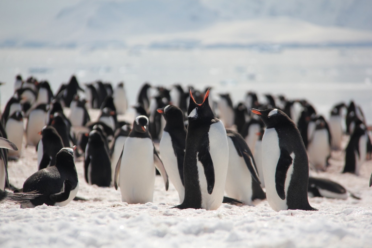 让你成为「企鹅大队长」的工作！