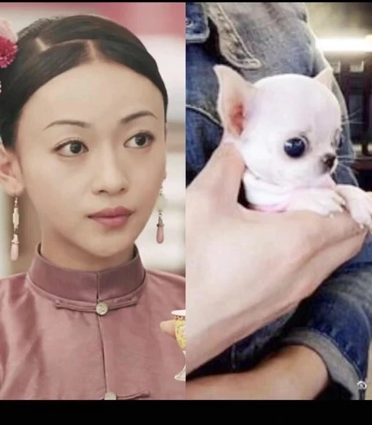 但却有一部分的毒舌网友直批她长得吉娃娃,各种对于吴谨言外型的偏见和舆论从来都没少过