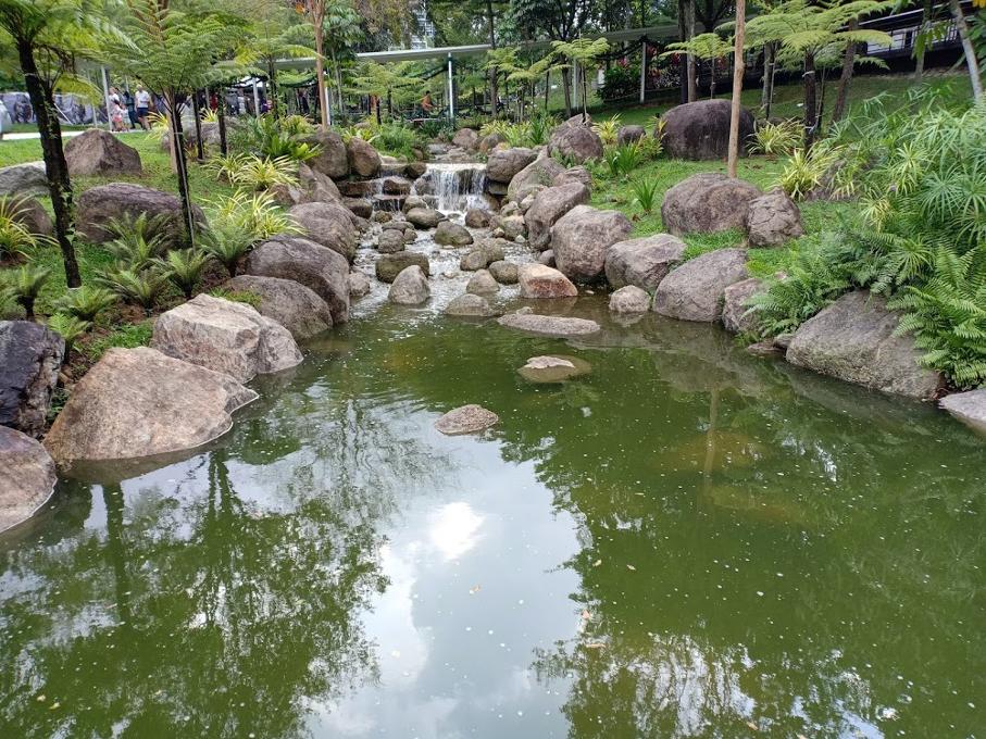 池子里还有鲤鱼~