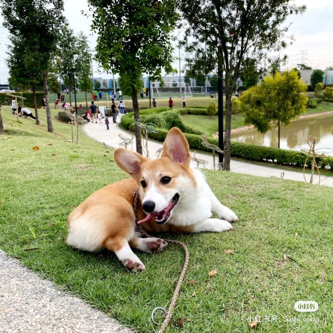 一边遛狗一边欣赏美景~