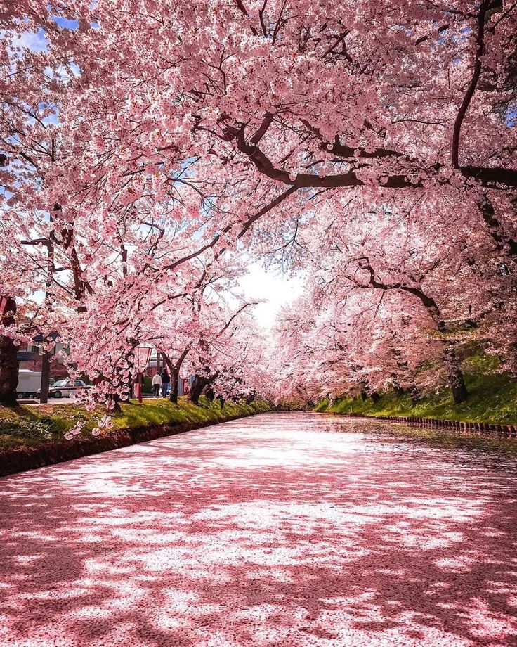 B. 樱花