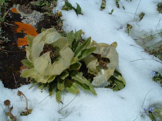 C. 雪莲花