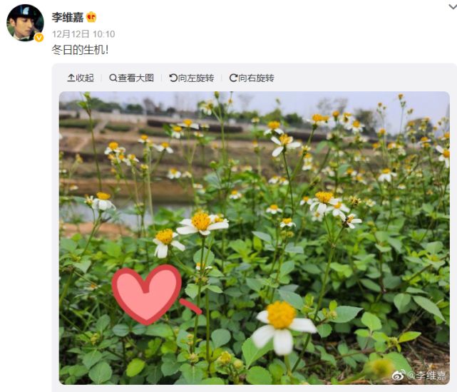 李维嘉在12月12日也久违发布了一条日常动态,他晒出一片绿油油开着小花的草地