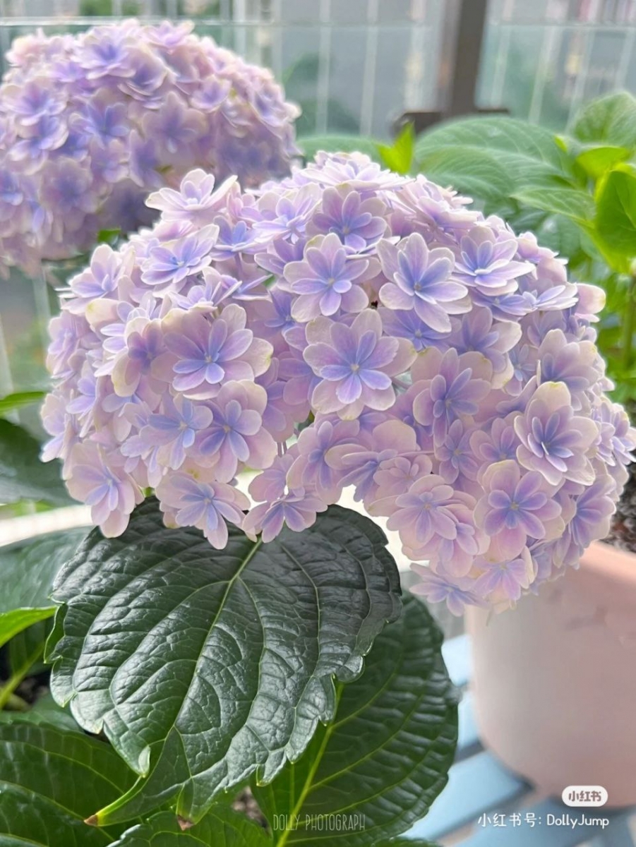 4、绣球花