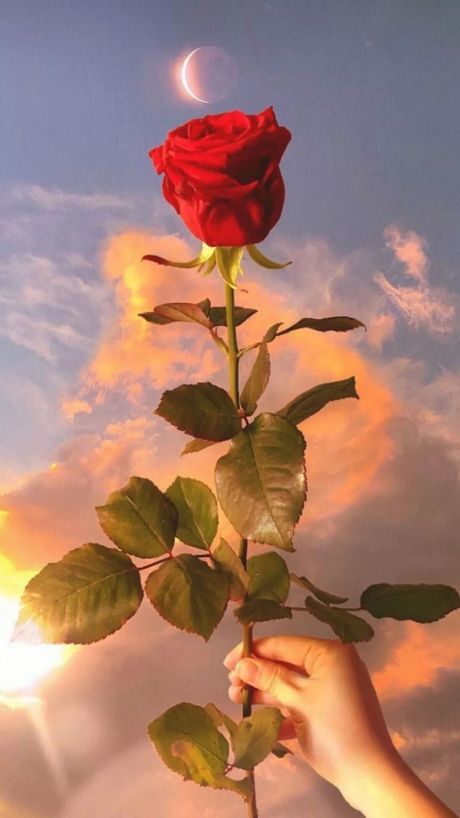 #玫瑰花的花语