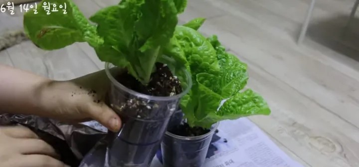 1、自己种植蔬菜