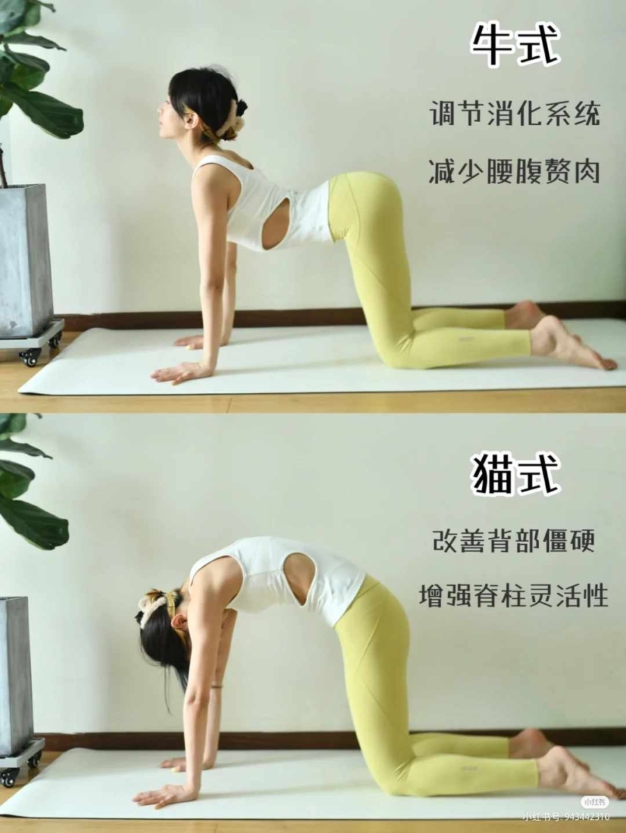 4、猫牛式