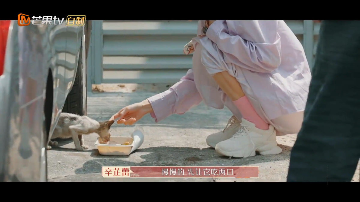 秦岚用食物引诱小猫靠近