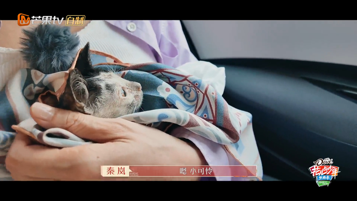 秦岚一把把小猫抱进怀里
