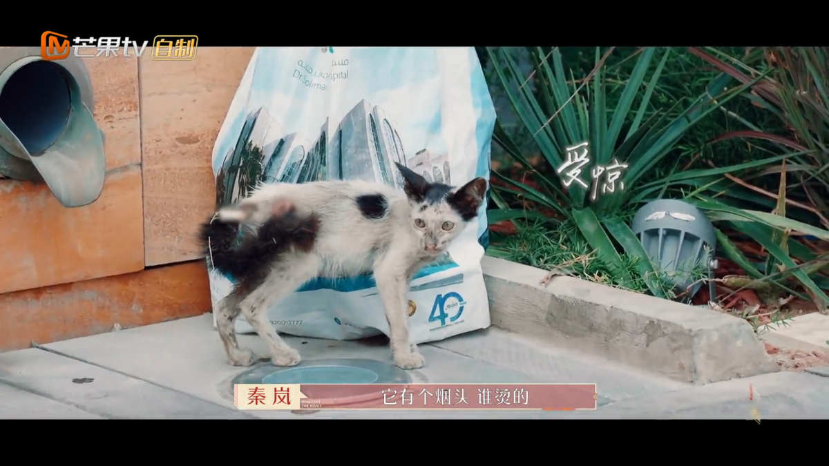 旅途中偶遇流浪猫