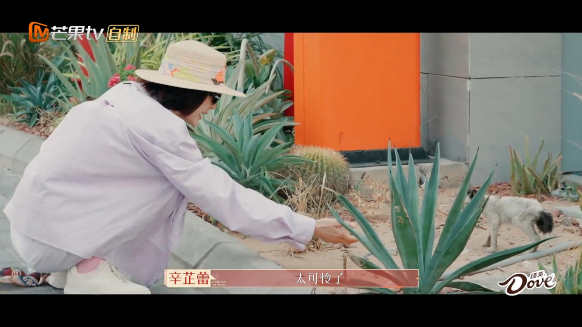 于心不忍决定救助小猫