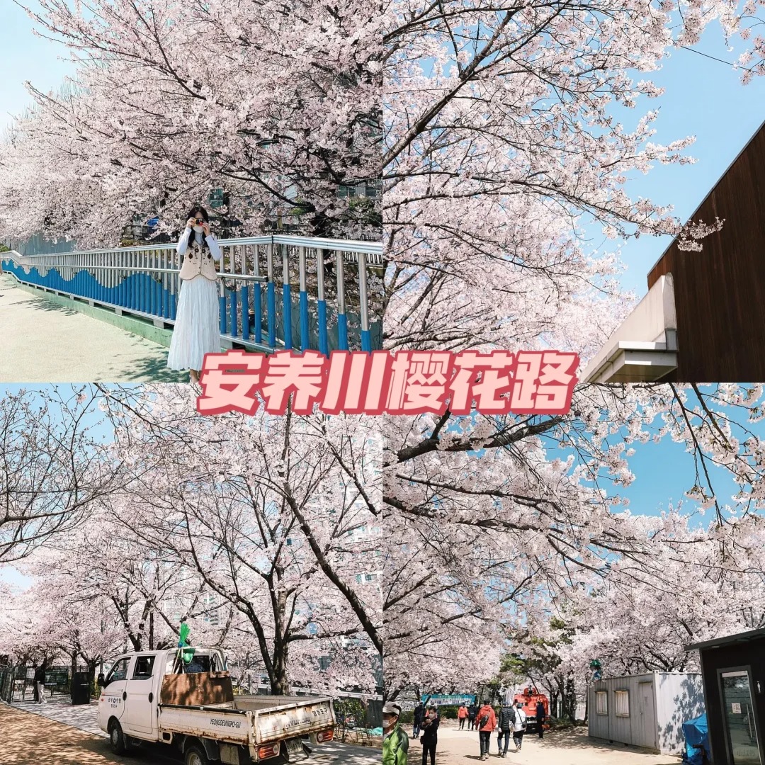 2、安养川樱花路