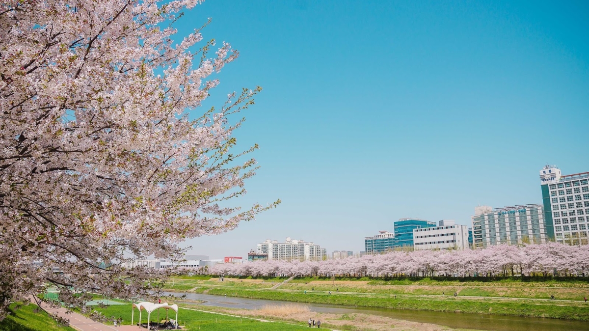 2、安养川樱花路