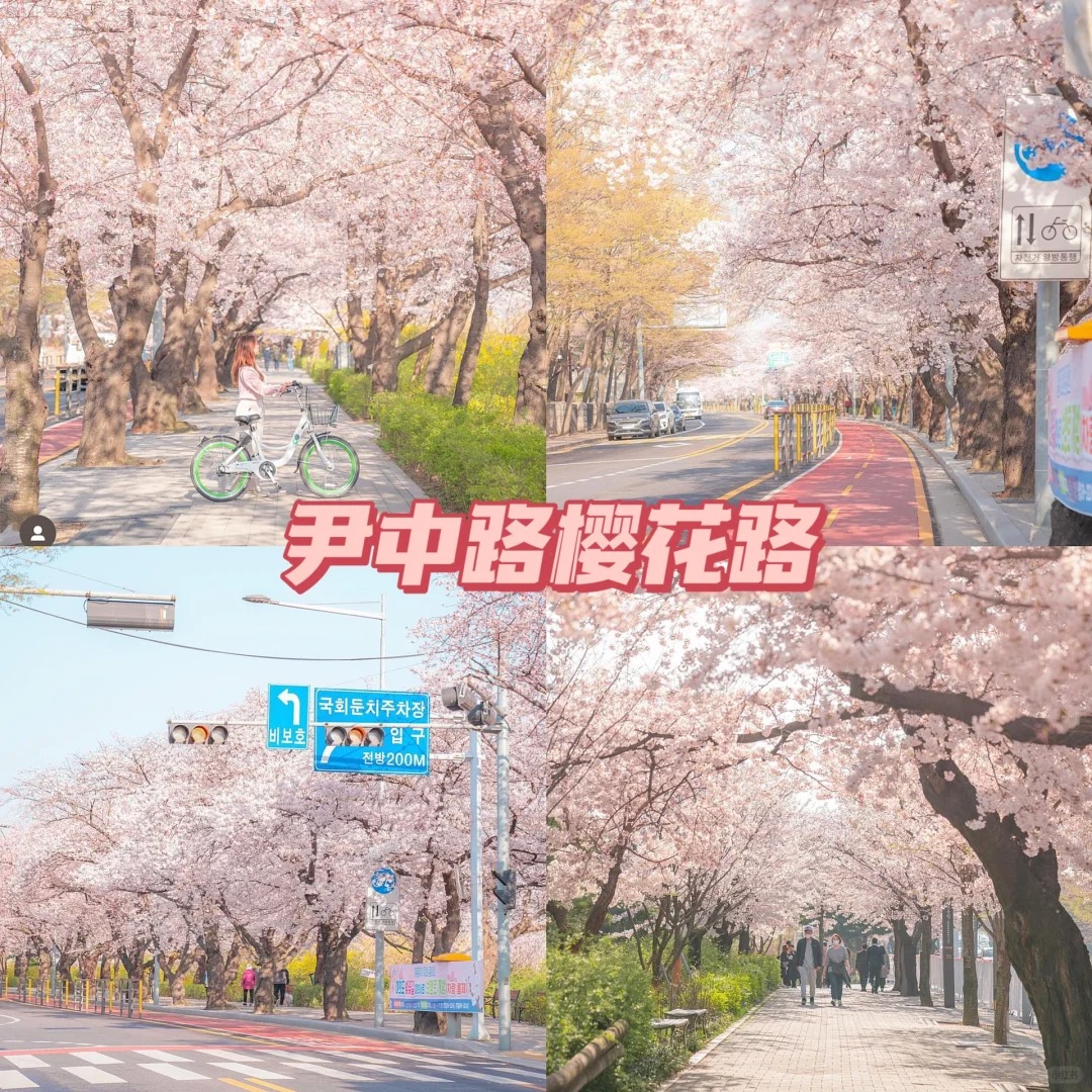 6、尹中路樱花路