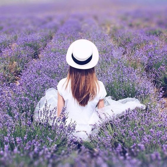 北海道 薰衣草花田