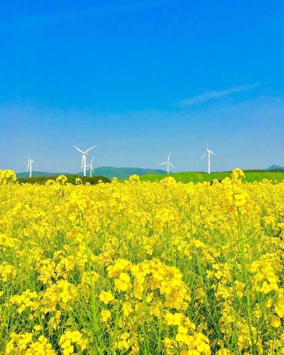 济州岛 油菜花田