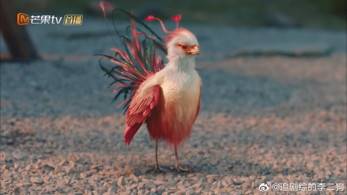 赵丽颖变身小凤凰