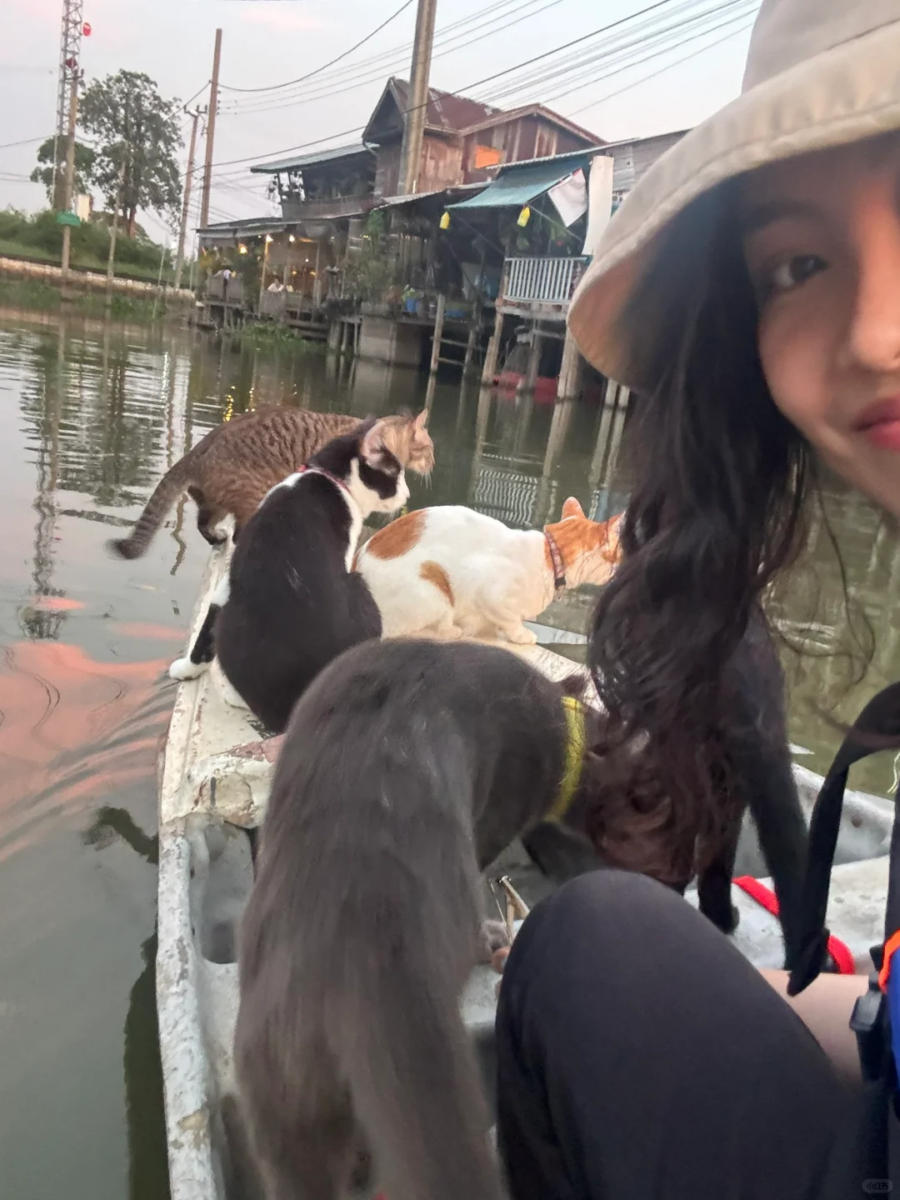 猫猫会陪游客乘船