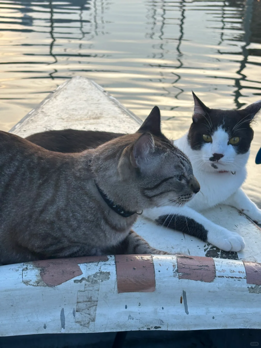 有时候猫咪也会吵架哦!