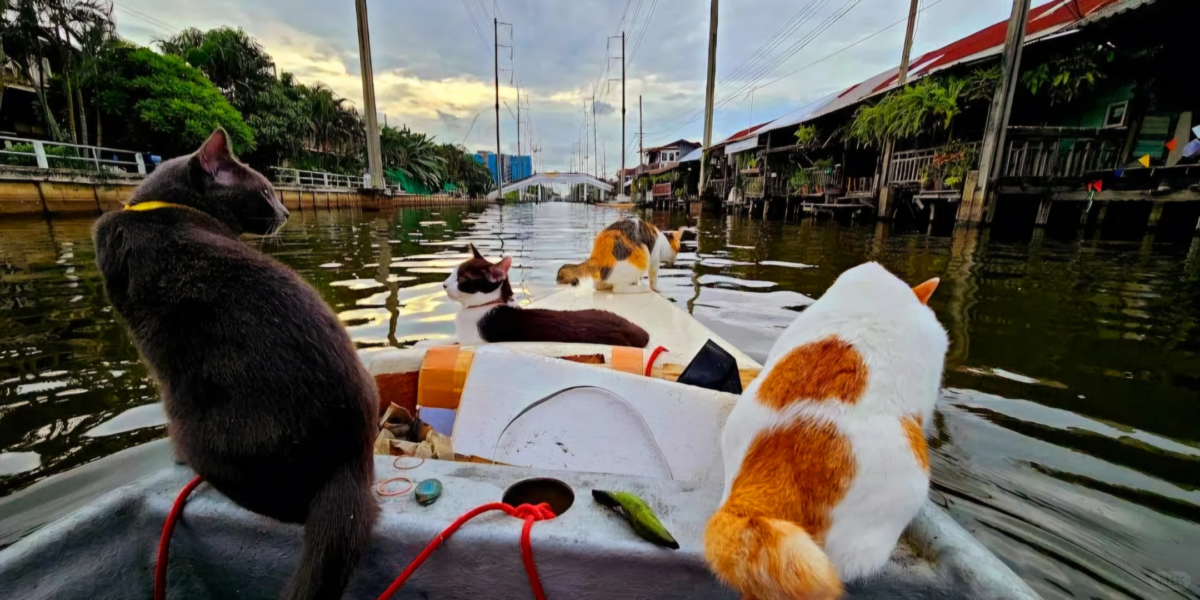 老板是超级猫奴