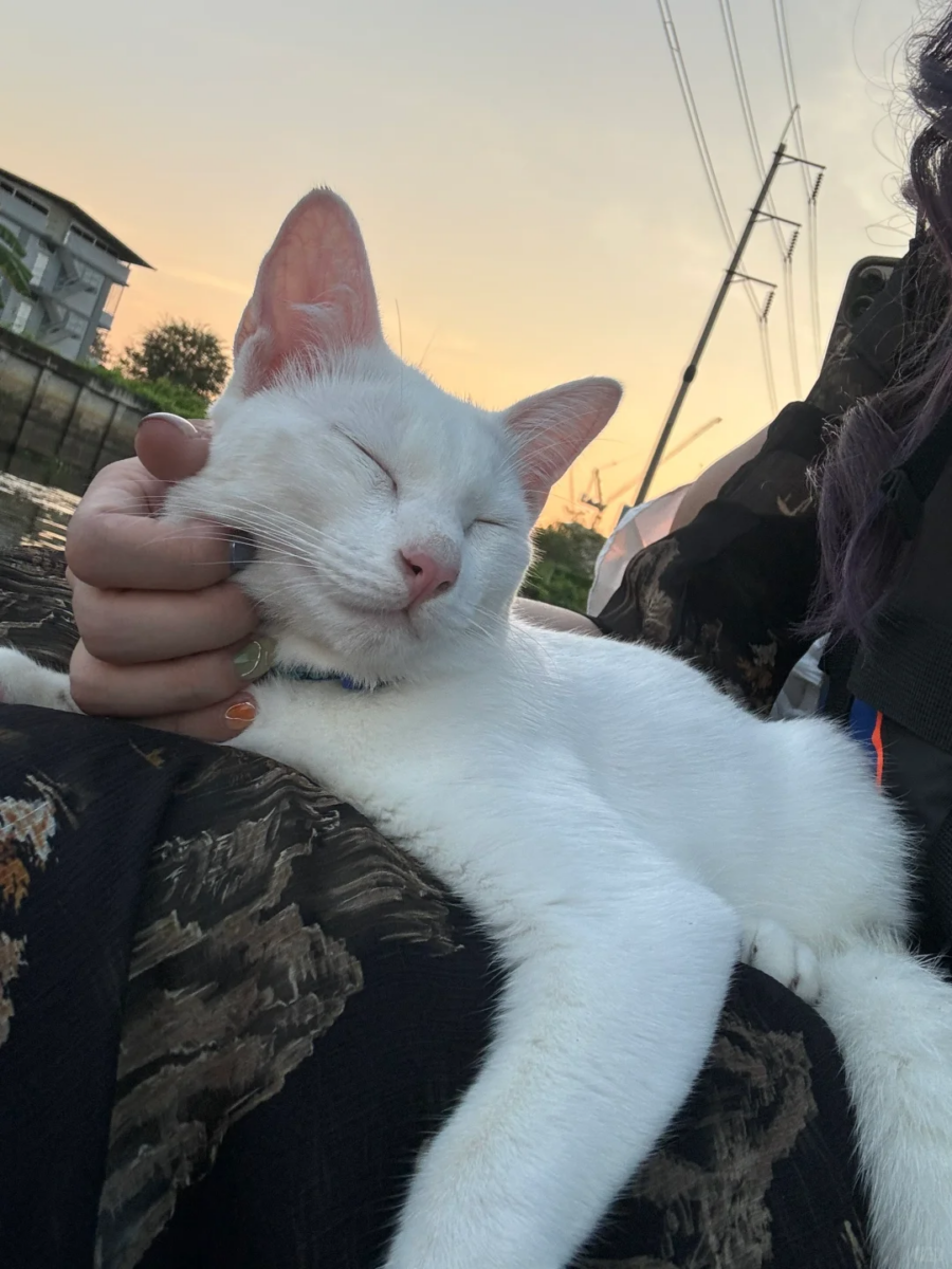 猫咪性格稳定,喜欢搭船,也不害怕陌生人