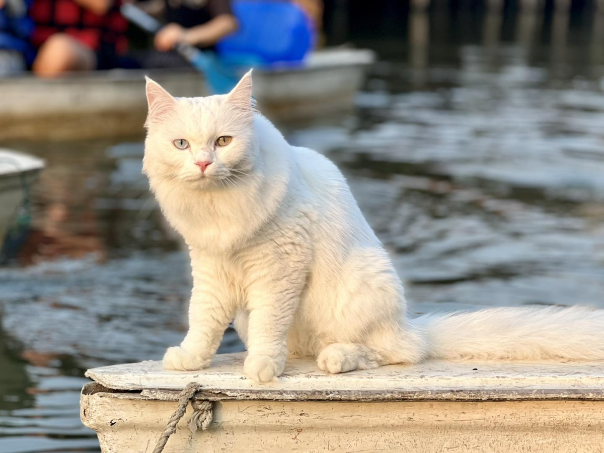 猫猫船成为新兴打卡景点